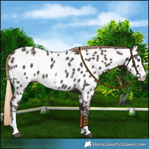 Horse Color:Liver Chestnut Sabino Near Leopard 