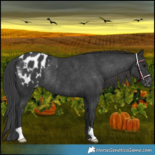 Horse Color:Black Appaloosa Rabicano 