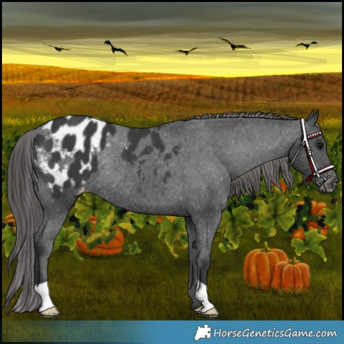 Horse Color:Black Blanket Rabicano 