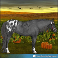 Horse Color:Black Appaloosa Rabicano 