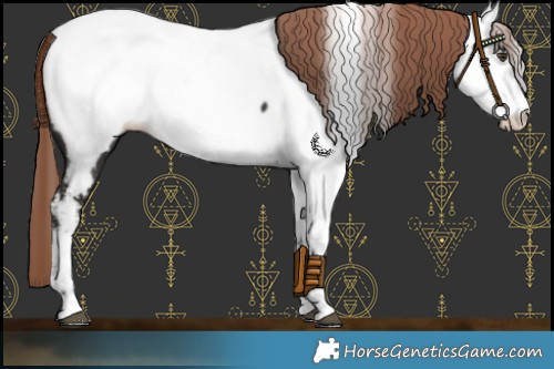 Horse Color:Liver Chestnut Appaloosa 