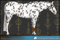 Horse Color:Liver Chestnut Sabino Leopard 