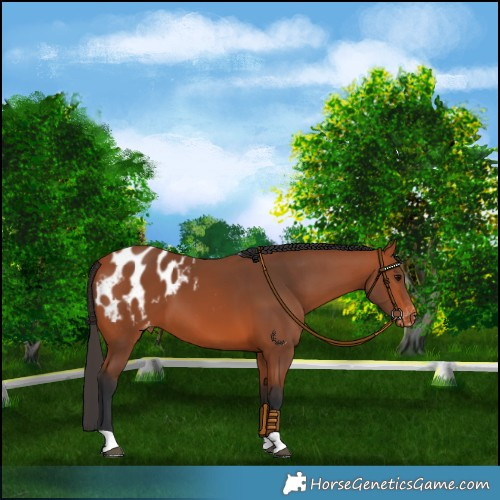 Horse Color:Bay Appaloosa
