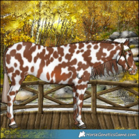 Horse Color:Chestnut Near Leopard 