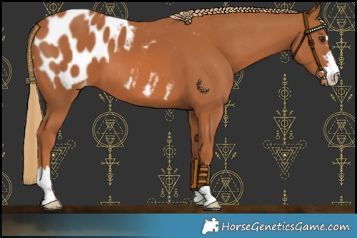 Horse Color:Chestnut Appaloosa 