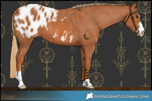Horse Color:Chestnut Blanket 
