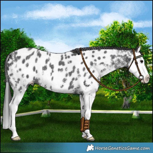 Horse Color:Black Sabino Splash Near Leopard 