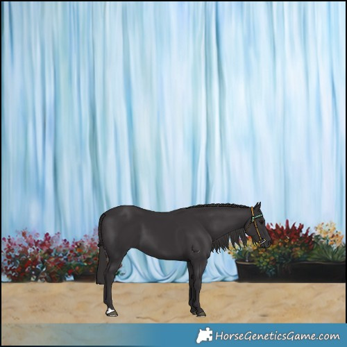 Horse Color:Smoky Black 