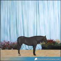 Horse Color:Smoky Black