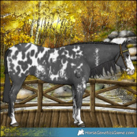 Horse Color:Black Sabino Blanket 