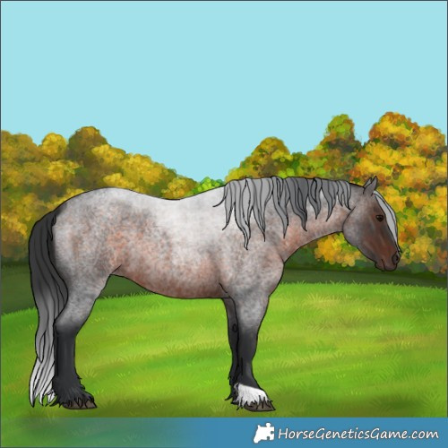Horse Color:Brown Roan 