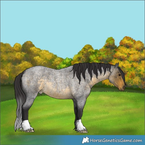 Horse Color:Buckskin Roan 