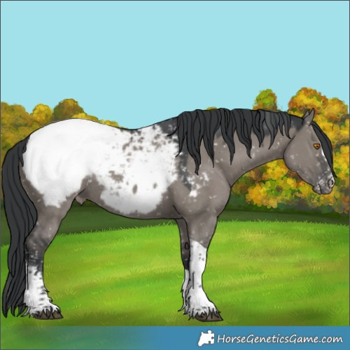 Horse Color:Grullo Sabino Tobiano Appaloosa Rabicano 