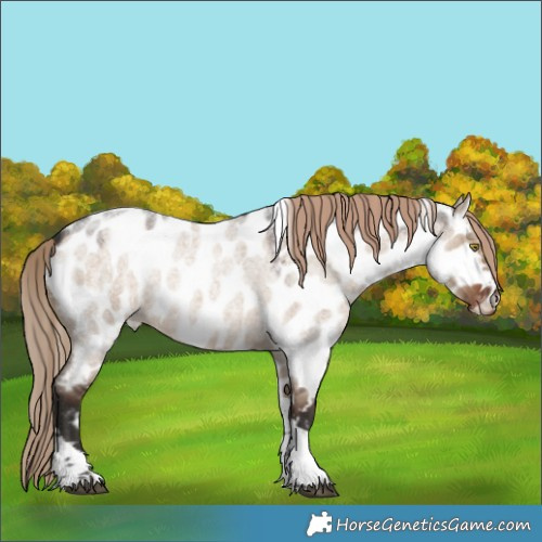 Horse Color:Liver Red Dun Roan Tobiano Appaloosa Rabicano 
