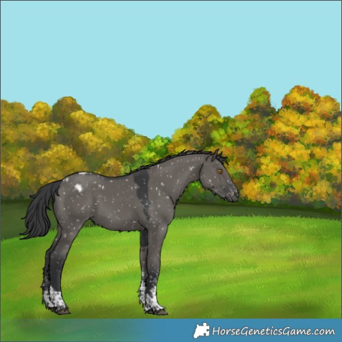 Horse Color:Grullo Sabino Tobiano Appaloosa Rabicano 