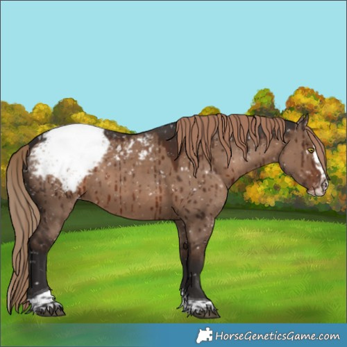 Horse Color:Liver Red Dun Splash Tobiano Appaloosa Brindle 