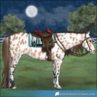 Horse Color:Bay Dun Appaloosa 