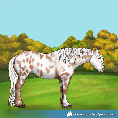 Horse Color:White Spotted Silver Brown Pearl Near Leopard 