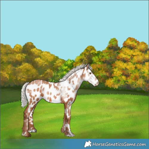 Horse Color:White Spotted Silver Brown Pearl Appaloosa 