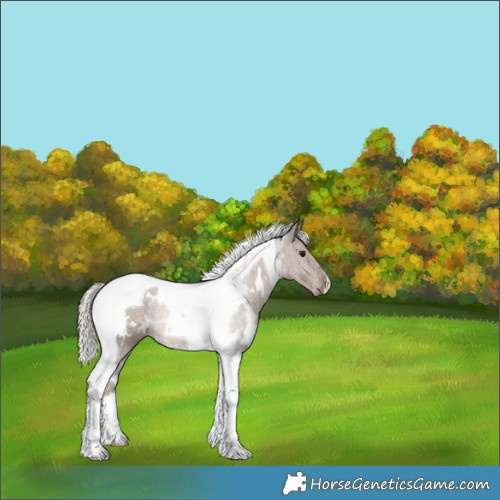 Horse Color:White Spotted Silver Black Tobiano Rabicano 