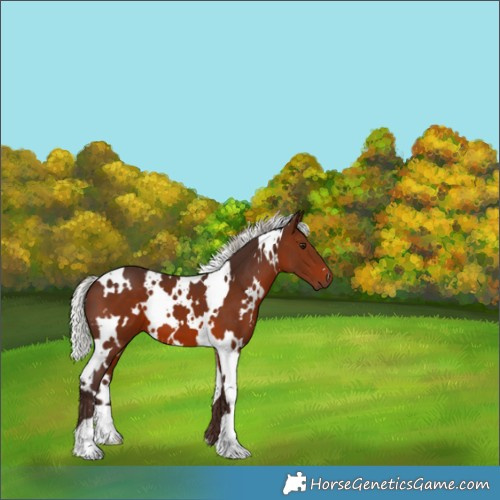 Horse Color:White Spotted Silver Brown 