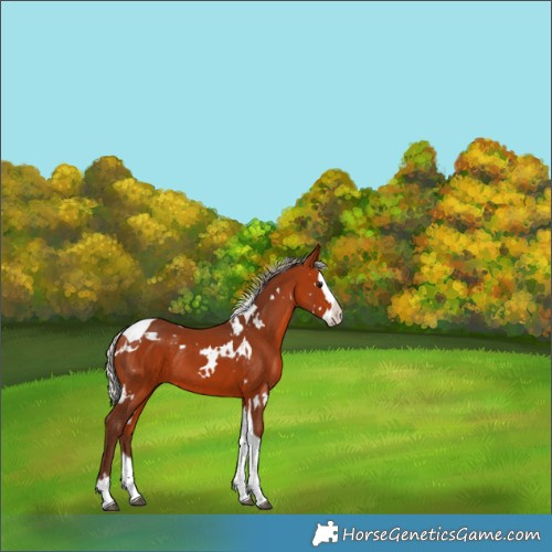 Horse Color:White Spotted Silver Bay Splash Tobiano Rabicano 