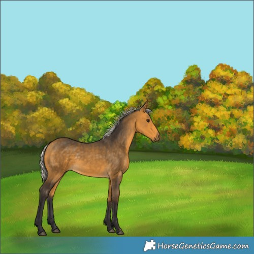 Horse Color:White Spotted Silver Buckskin Rabicano 