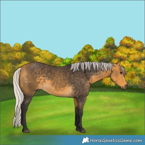 Horse Color:White Spotted Silver Buckskin Rabicano 
