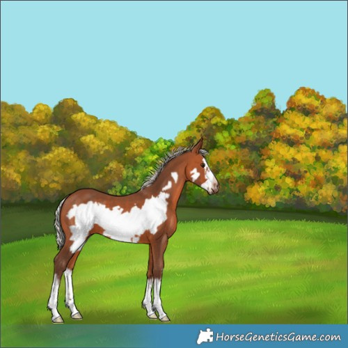 Horse Color:White Spotted Silver Brown Frame 