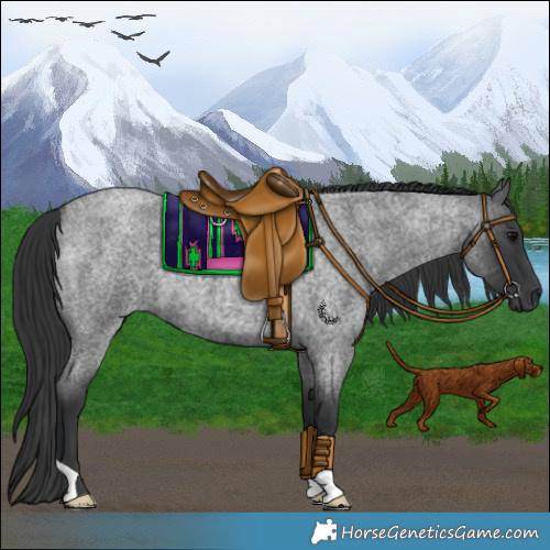 Horse Color:Blue Roan 