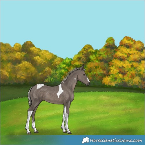 Horse Color:White Spotted Silver Black Tobiano 