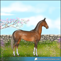 Horse Color:Chocolate Palomino Rabicano
