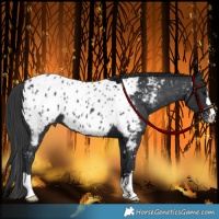 Horse Color:Black Appaloosa