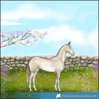 Horse Color:Buckskin Pearl Sabino 
