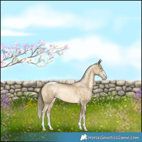 Horse Color:Buckskin Pearl Rabicano