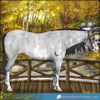 Horse Color:Platinum Blue Roan Sabino Snowflake Varnish 