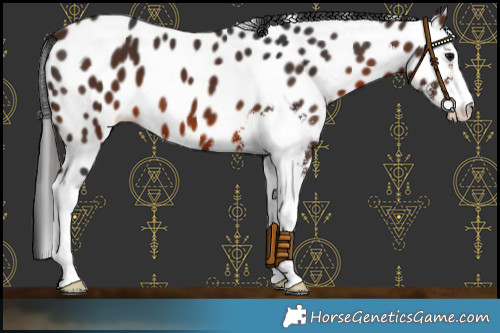 Horse Color:Brown Sabino Appaloosa