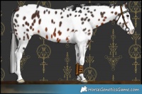 Horse Color:Brown Sabino Leopard