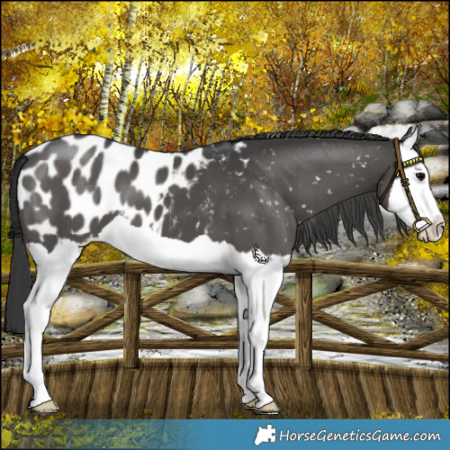 Horse Color:Black Splash Appaloosa