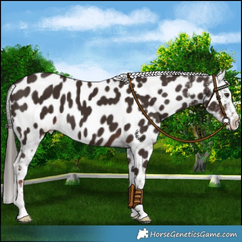 Horse Color:Liver Chestnut Near Leopard 