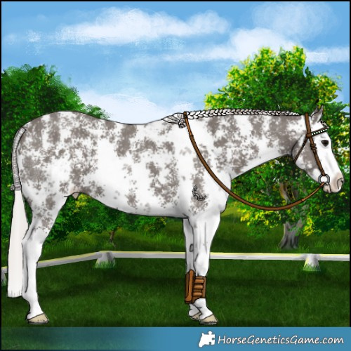 Horse Color:Silver Black Sabino Splash 