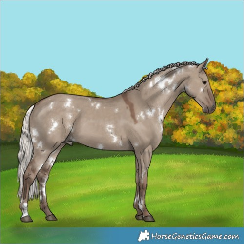 Horse Color:White Spotted Silver Grullo