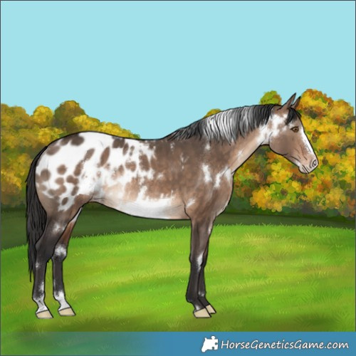 Horse Color:White Spotted Brown Dun Frame Appaloosa Rabicano 