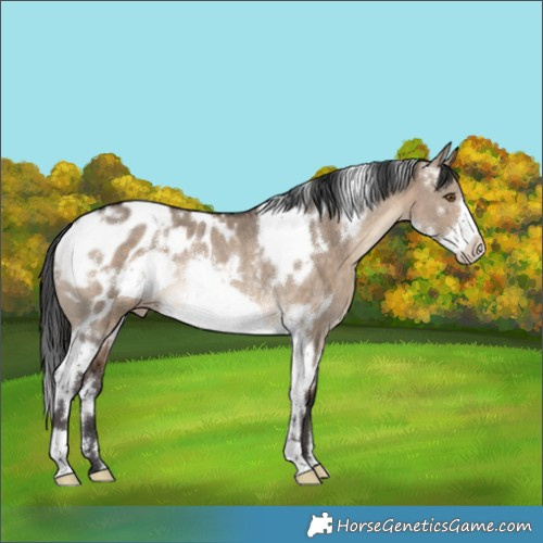 Horse Color:White Spotted Brown Dun Frame Appaloosa Rabicano 