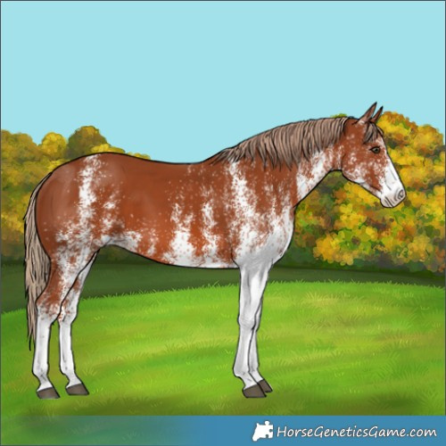 Horse Color:White Spotted Chestnut 