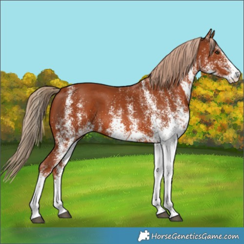 Horse Color:White Spotted Chestnut