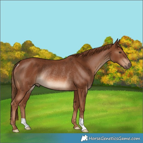 Horse Color:Chestnut Rabicano 