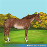 Horse Color:Chestnut Rabicano