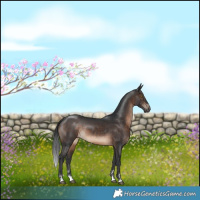 Horse Color:Brown 