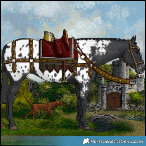 Horse Color:Black Appaloosa